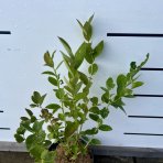 Čučoriedka kanadská (Vaccinium corymbosum) ´TORO´ – neskorá 50-70 cm, kont. C1.5L